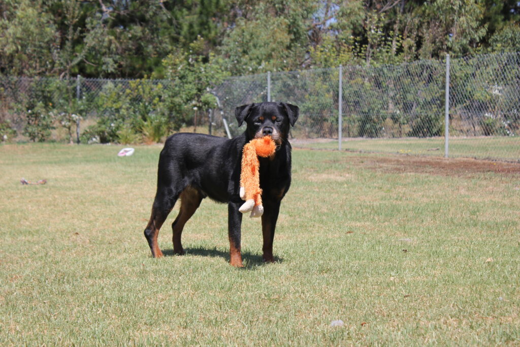What do do if your dog has a seizure blog. An older black and tan Rottweiler stands in a grass paddock, holding an orange soft toy in his mouth, looking at the camera.