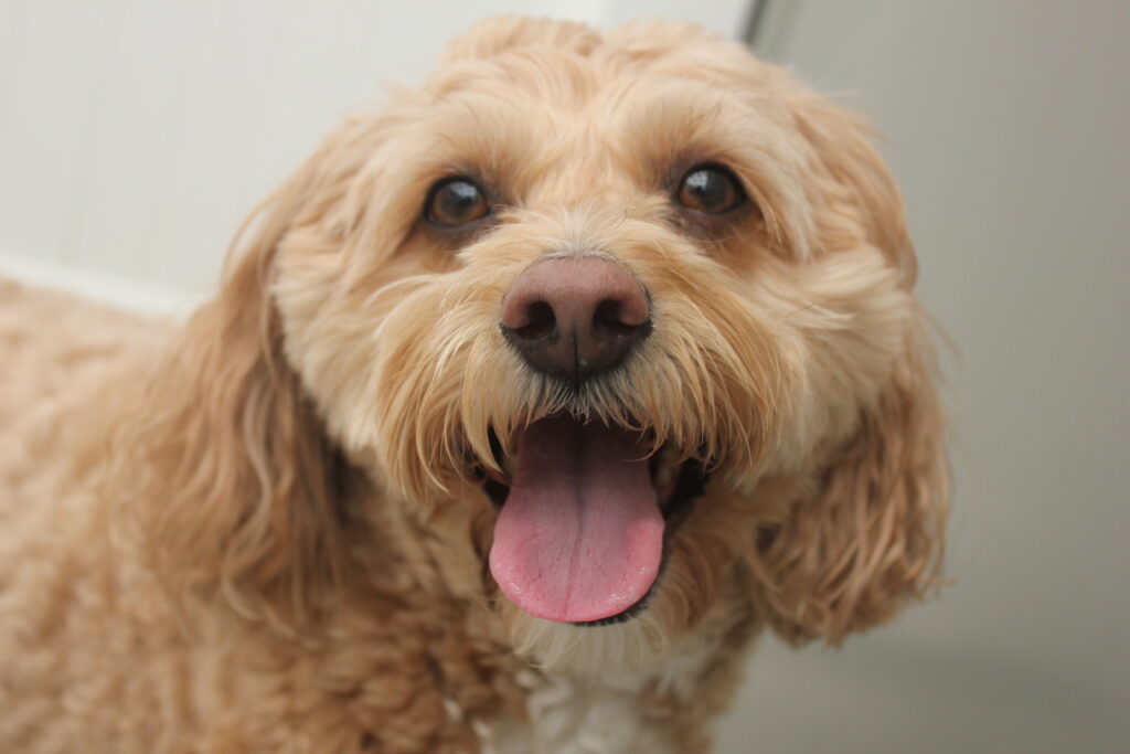 Luxating Patella = a golden poodle mix dog smiles at the camera.