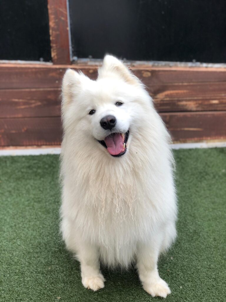 Tips on weight loss for dogs