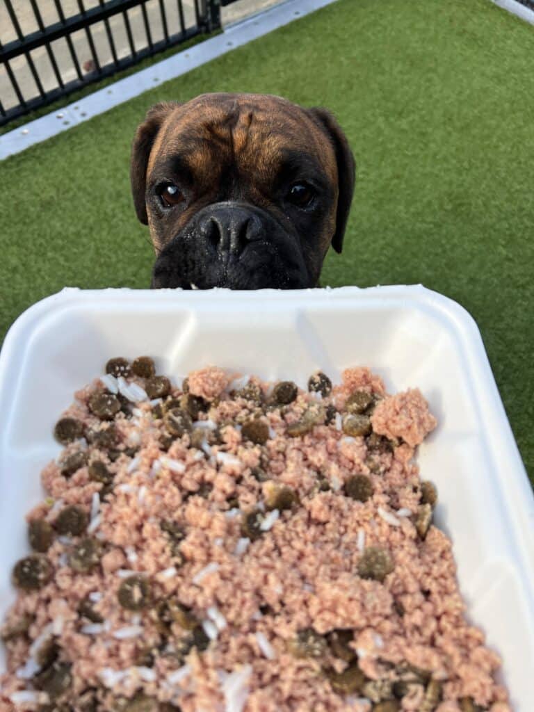 What's In My Dogs Food? A Boxer looking over a bowl of mixed dog food