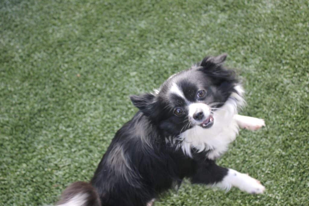 Luxating Patella = a black and white Chihuahua jumps up toward the camera