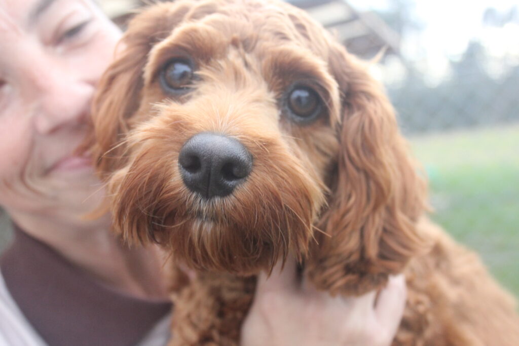 Do you look like your dog?