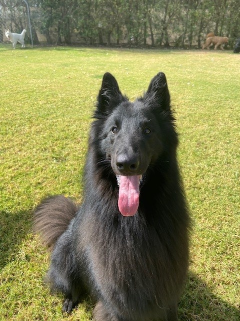 Studies confirm if we choose dogs that look like us! 