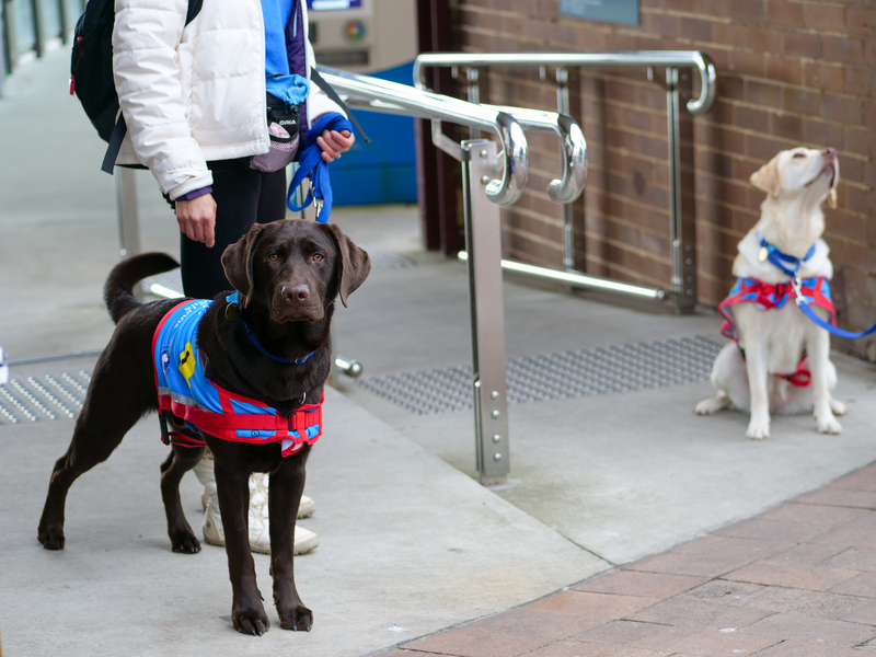 Assistance Dog working with identifying harness on