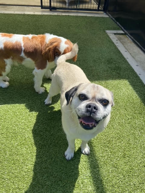 How to stop your dog eating too fast