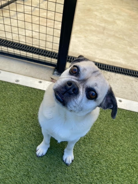 Is your dog eating too fast? Our Dog of the Month, Tofu, a Pug x who eats too fast.