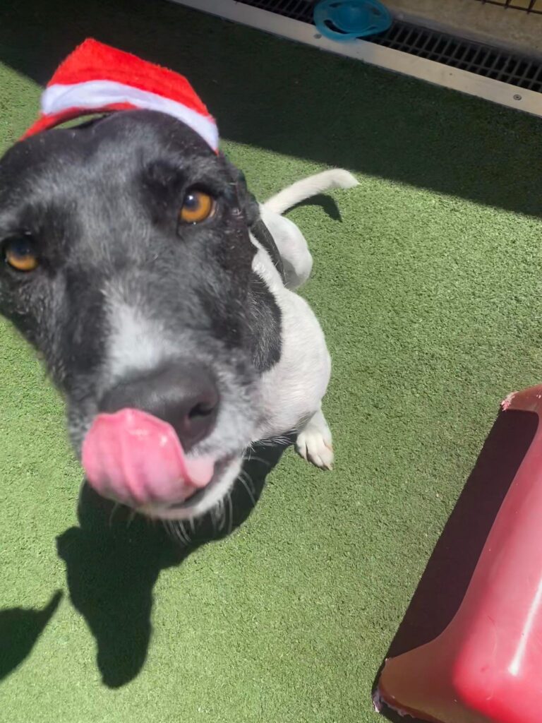 Christmas Dog Treat - A mix breed, large, black and white dog dressed up for Christmas, licking his lips