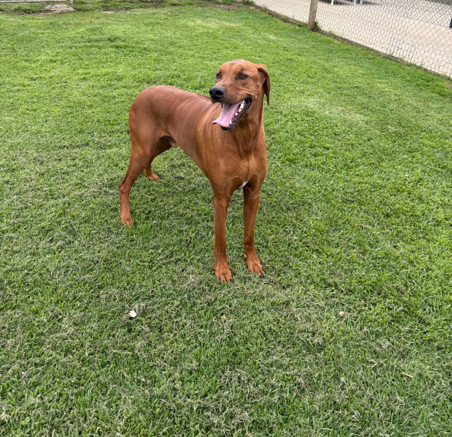 The Rhodesian Ridgeback Breed Profile - Health & More!