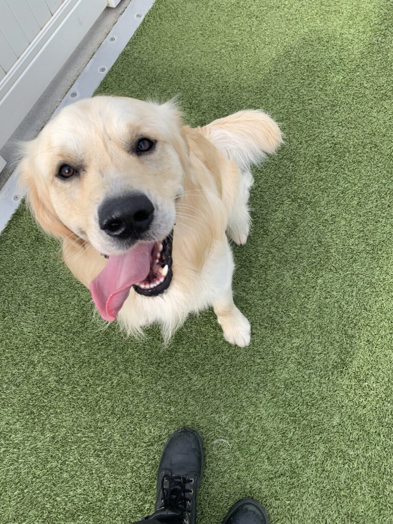 A happy, smiling Golden Retriever. Healthy Dog treat Alternatives