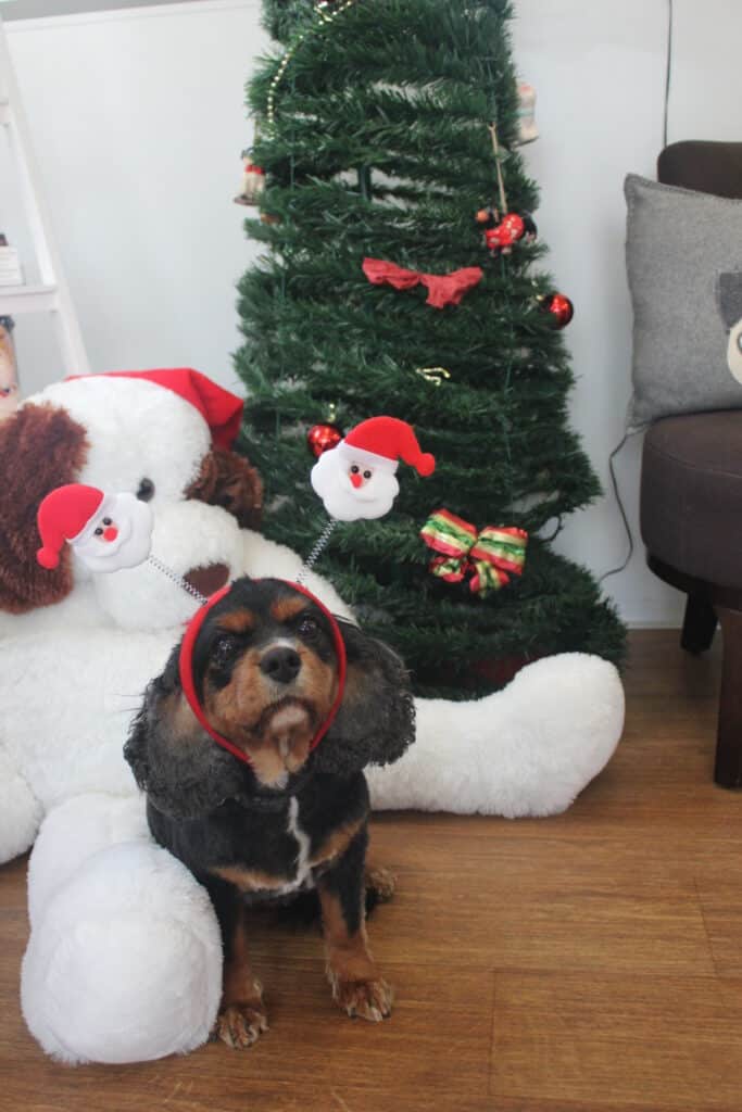 Keeping your dog calm during the Christmas holidays