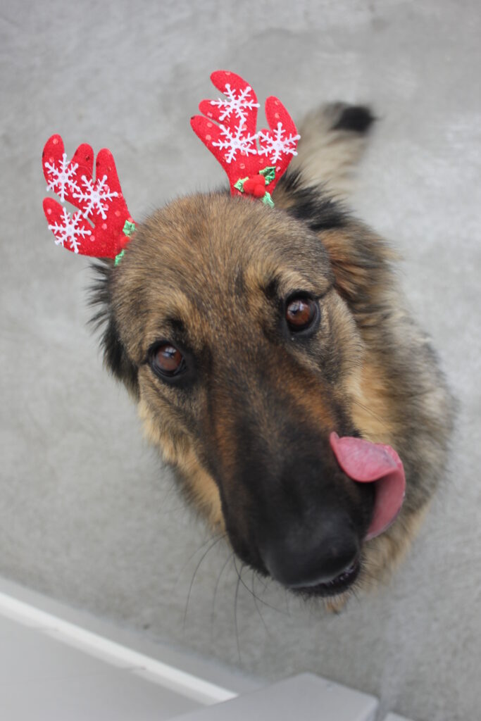 Christmas Dog Treat - A Belgian Shepherd dressed up for Christmas, licking her lips