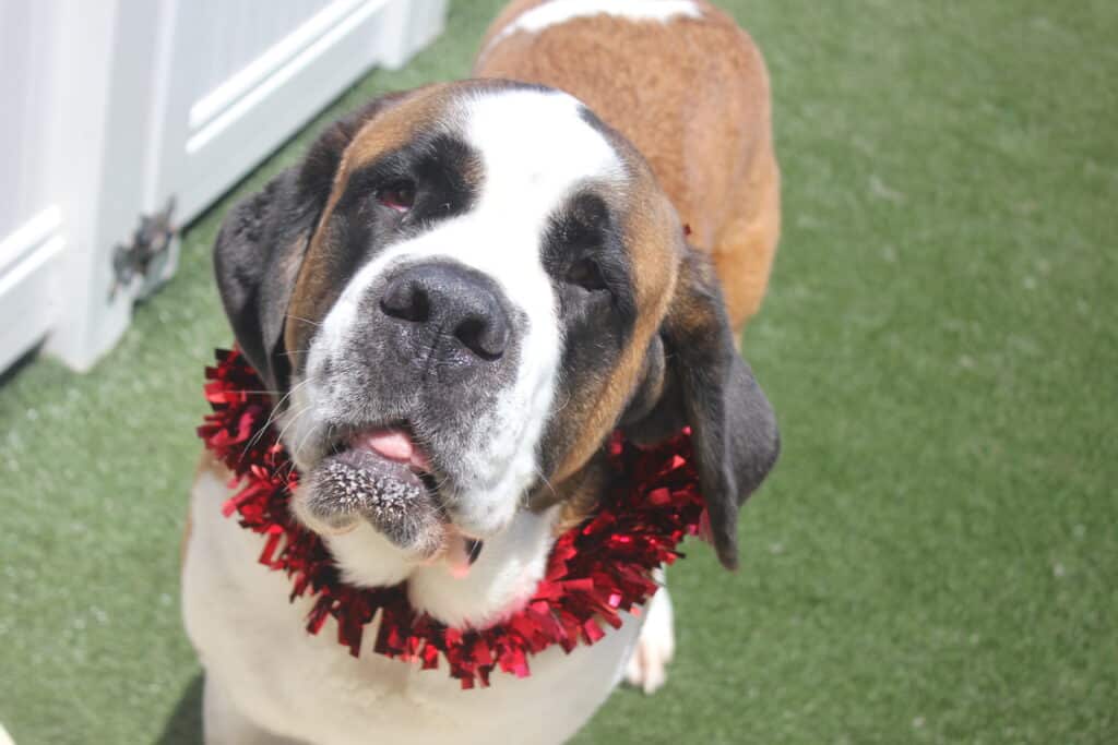 Tips on keeping your dog safe at Christmas time