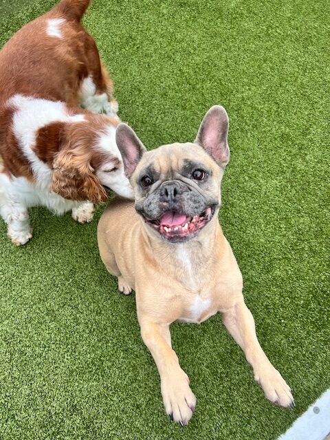 Playfyul fawn French Bulldog and Springer Spaniel. Healthy Dog Treat Alternatives blog