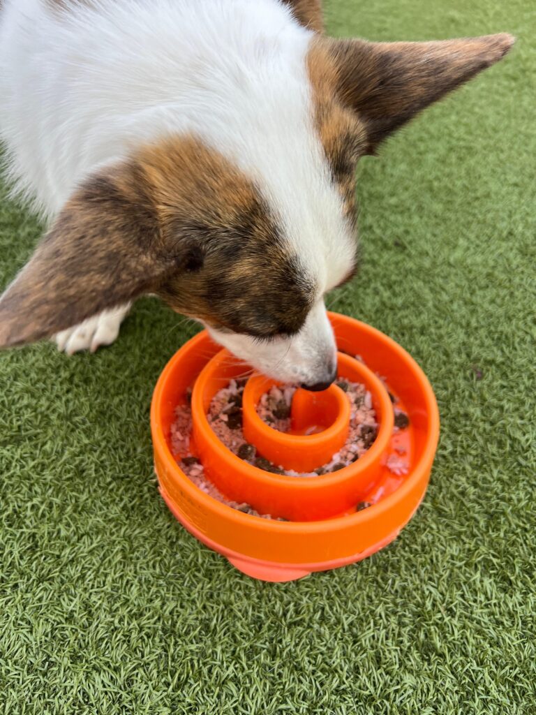 A slow feed bowl being used by a brindle and white Corgi. Is your dog eating too fast? A slow feed bowl could help.