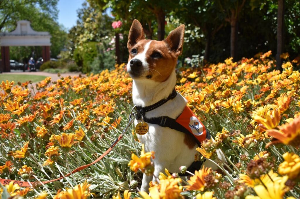 A brown and white Jack Russell Lions Assistance dog, sitting in yellow flowers wearing their working dogs vest.