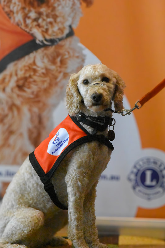 A cream poodle x sitting and looking at the camera, wearing their orange working Lions Assistance Dog vest.
