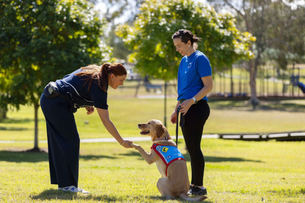 Georgia, an instructor with Assistance Dogs Australia, bending down to shake the paw of a golden Labrador in Training
