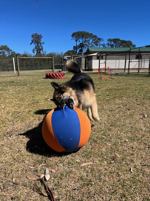 A German Shepherd playing with a large blue and orange ball