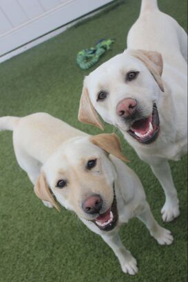 Two light Golden Labradors standing & smiling at the camera - holidaying at Dogs Country Club