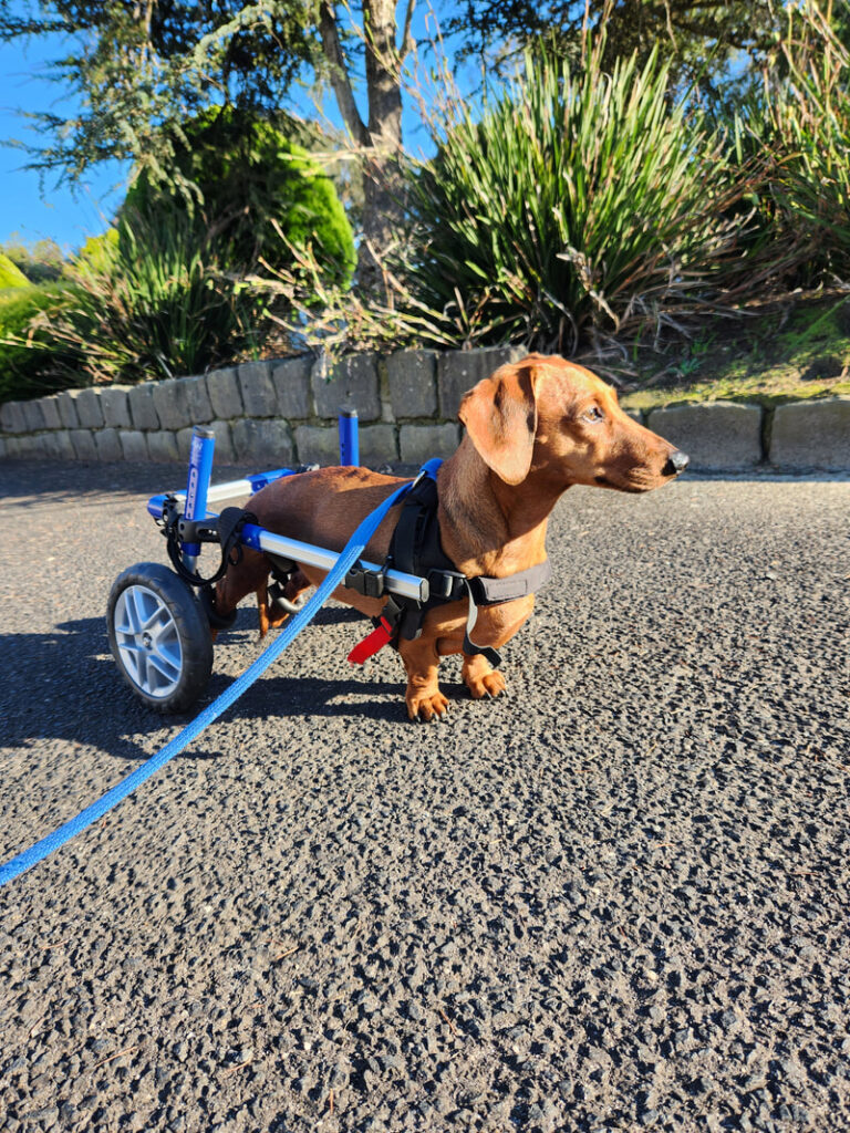 A Tan Mini Dachshund in a wheel assisting apparatus on lead for a walk