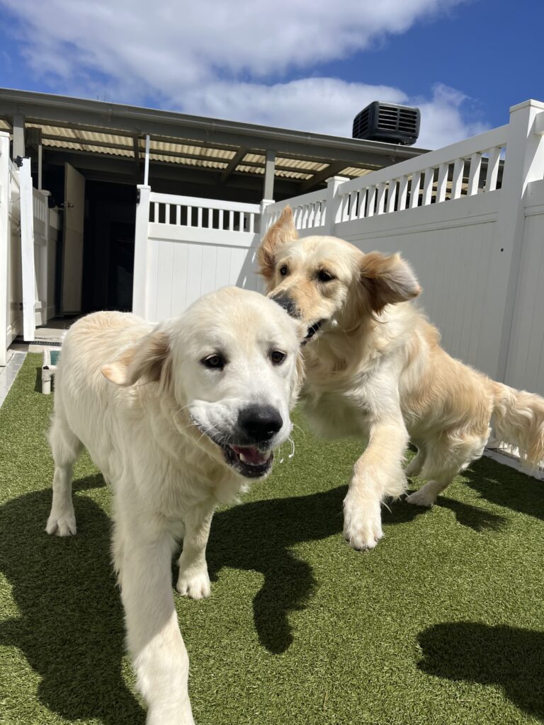 Two Golden Retrievers play bouncing with each other.