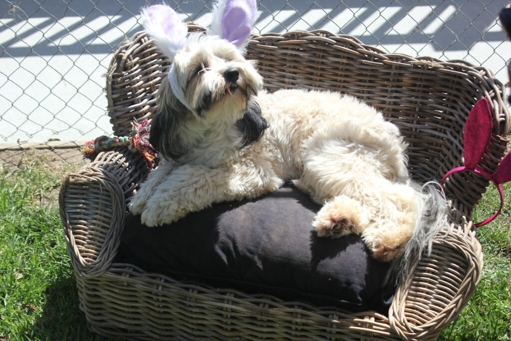 A Tibetan Terrier, lounging on a couch in the sunshine with purple bunny ears on. Blog: Why is Chocolate Toxic To Dogs?