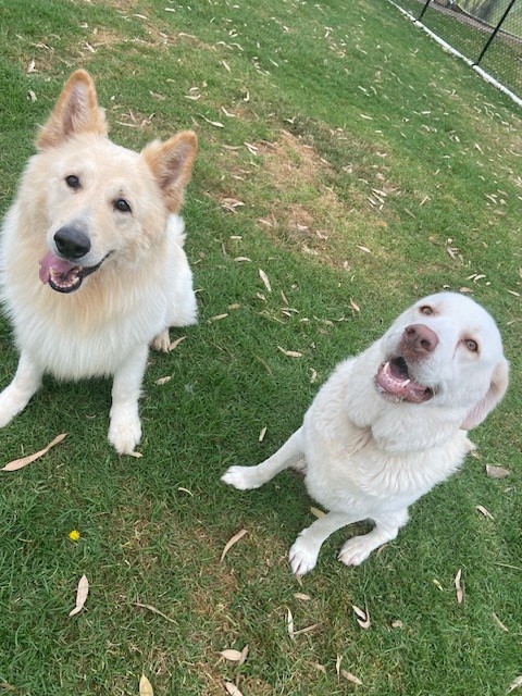 Signs of Bloat in a Dog - A cream German Shepherd sits on the grass next to a cream Labrador, both looking at the camera.