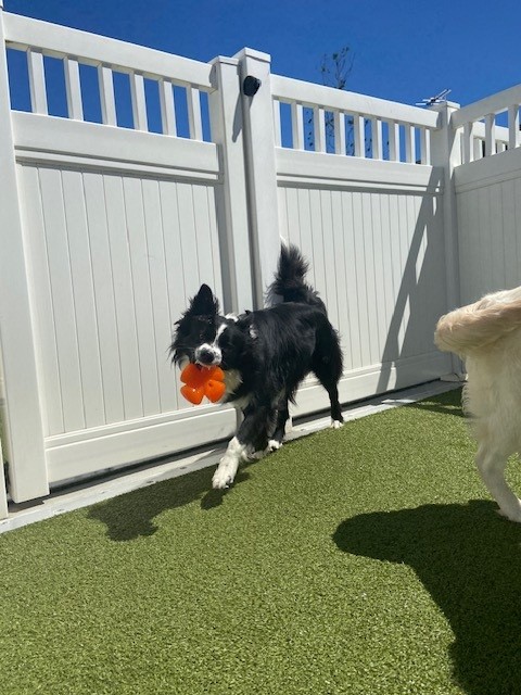 A black and white Border Collie playing with an orange toy in their mouth, teeth showing in a smile.