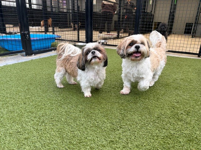 Two Shih Tzu Dogs, white, brown and black in colour, walking towards to the camera on fake green turf.