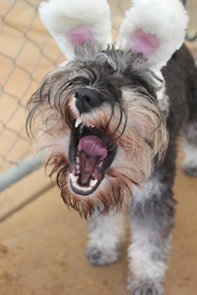 A silver and white Mini Schnauzer dog yawns, showing it's teeth and tongue with white and pink Easter bunny ears on their head