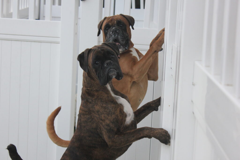 Two Boxer dogs, one brindle and white, one tan and white, standing on their rear legs, side by side, leaning on white fencing.