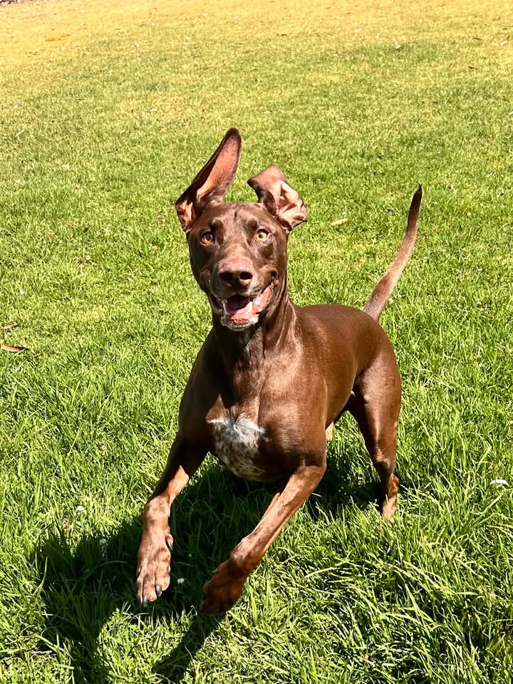 What are the first signs of Bloat in a Dog? An excited liver and white German Short Hair Pointer running with ears up in the air in field of green gass.