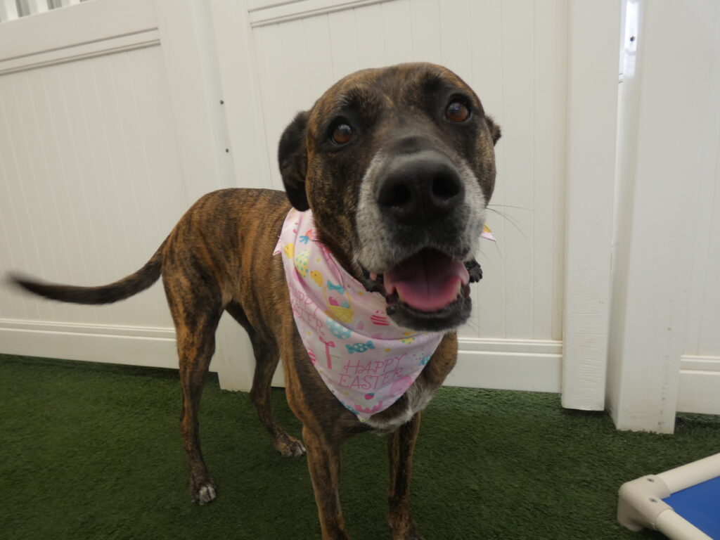 Easter Dangers for Dogs Blog: A large mastiff mix dog, brindle in colour, stands looking at the camera wearing a 'Happy Easter' bandana