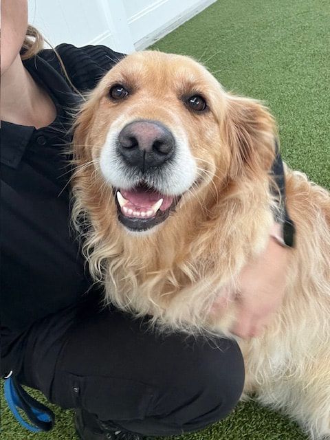 A Golden Retriever sits, having a cuddle with someone, smiling at the camera.