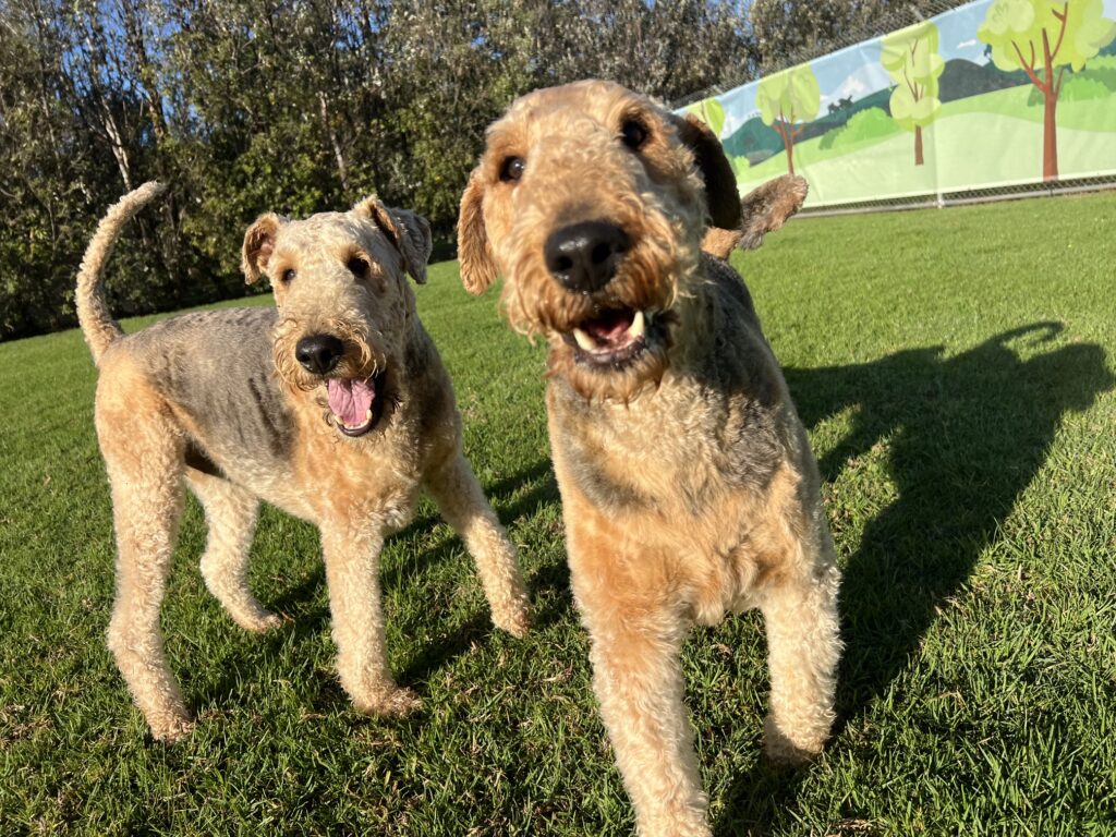 Two Airedale Terrier dogs, standing in a green grass paddock, smiling at the camera. Large green trees in background with fencing covered in shade cloth with tree and grass images.