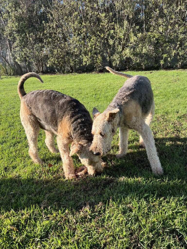 Two Airedale Terrier Dogs, playing together in green grass paddock. Both standing with heads down, reaching for a toy.