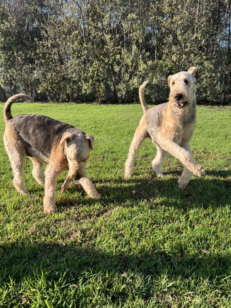 Two Airedale Terrier Dogs, playing together in green grass paddock. One running looking at the camera, the other with head down, reaching for toy off the ground.