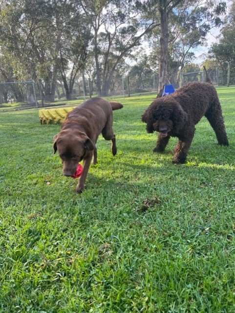 Why Does My Dog Eat Grass blog. A Chocolate Labrador and Chocolate woolly Poodle mix dog playing together in a grass paddock. There is dog play equipment in the background and the Labrador has a red toy in it's mouth.
