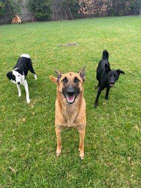 Three dogs standing together, to the left a black and white border collie, in the centre a Belgian Malinois, on the right a black medium size mixed breed dog, all standing and waiting, showing good behaviour for their pack leader.