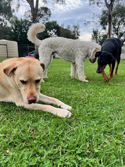 Why Does My Dog Eat Grass blog - a Golden Labrador lays in the grass closest to the camera, in the foreground and large cream Poodle mix dog is playing with it's head resting on a standing Black and Tan Doberman with large gumtrees and a water tank in the background.