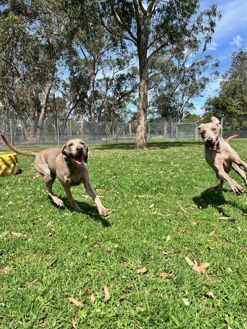 Two Weimaraner Dogs running together in a grassed paddock with large gum trees in the background