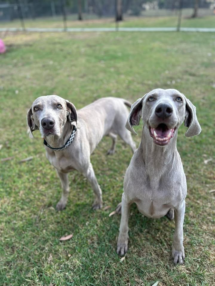 Two Weimaraner Dogs, one sitting, one standing side by side looking at the camera.