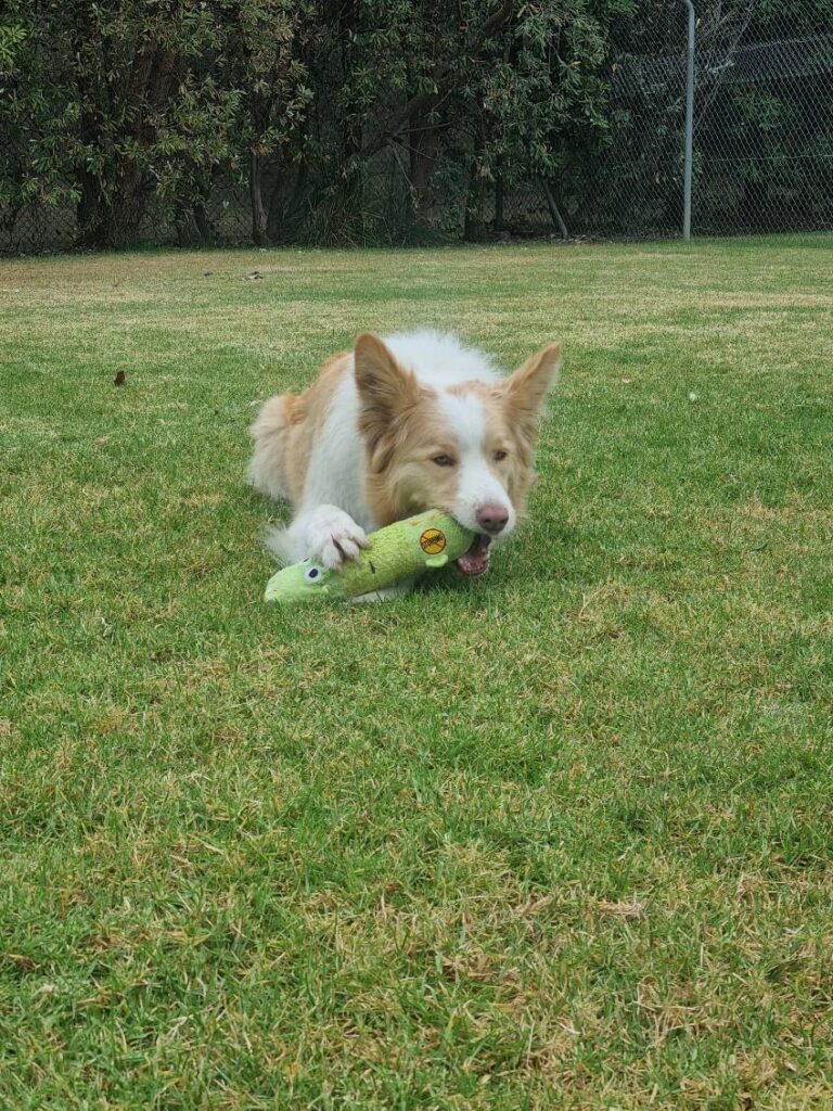 Why Does My Dog Eat Grass Blog - a Red and White Border Collie lays in a grass paddock, chewing on a green long dog toy.