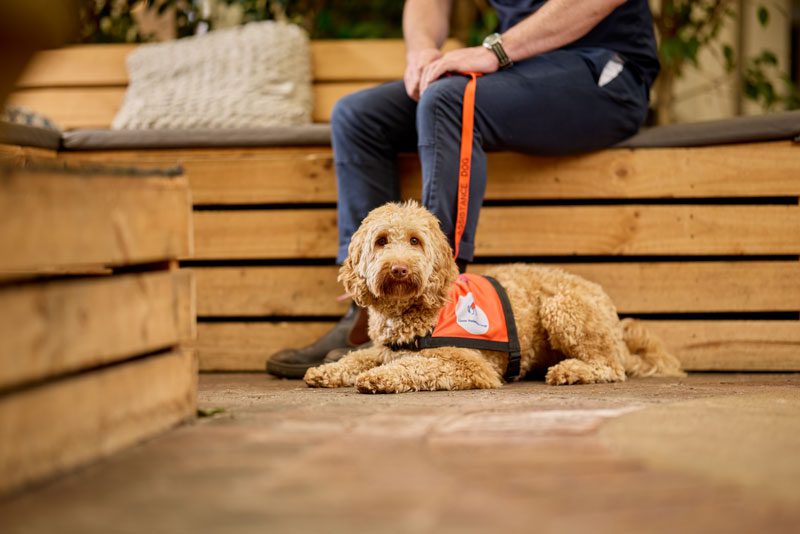 Psychiatric Assistance Dogs - a golden Poodle mix dog lays at the feet of it's owner, wearing a orange identification jacket to identify itself as a trained Lions Assistance Dog.