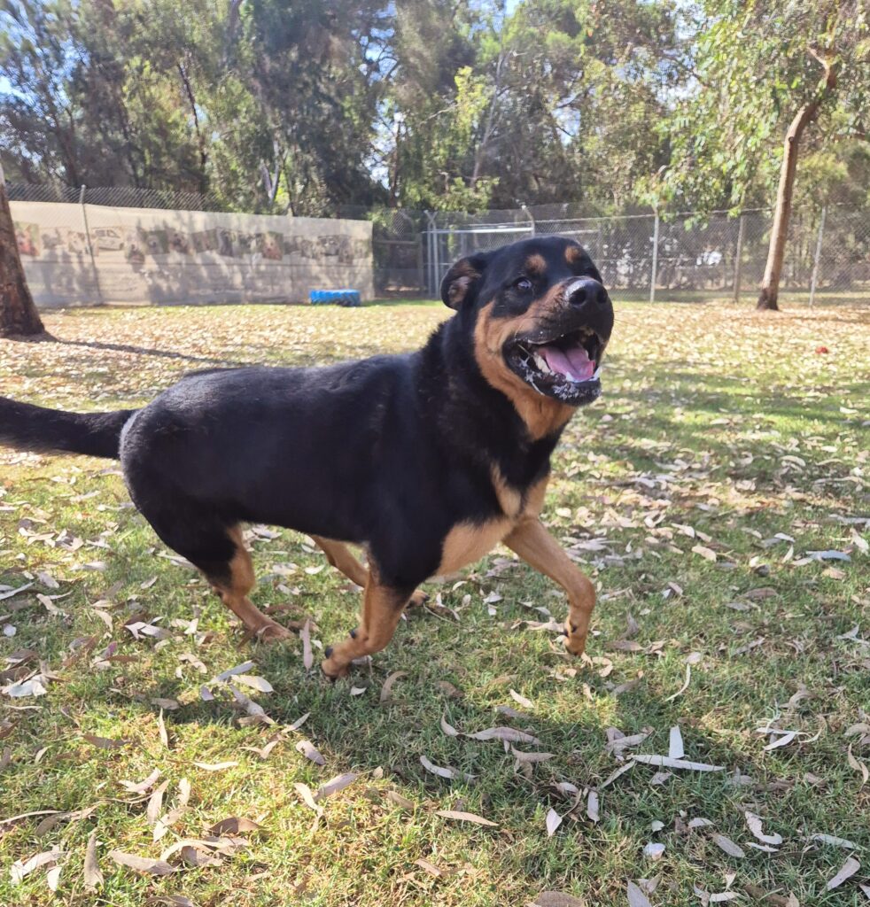 A black and tan Rottweiler running in a fenced grass paddock.