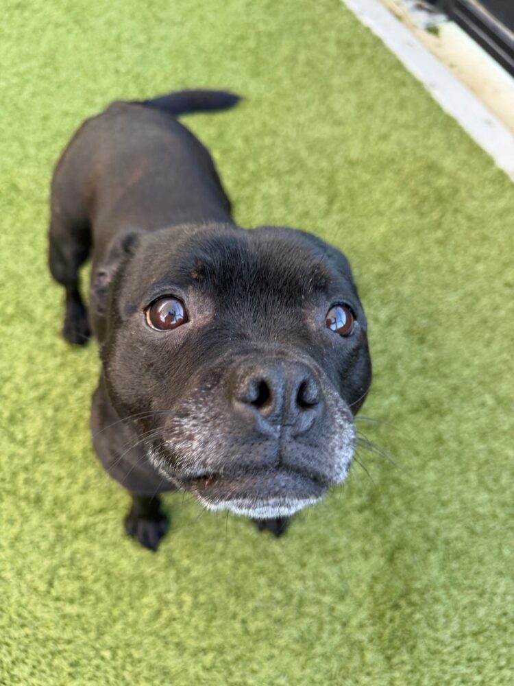 A black English Staffordshire Bull Terrier with white grey around her muzzle, stands looking at the camera with her mouth closed on green, artificial grass.