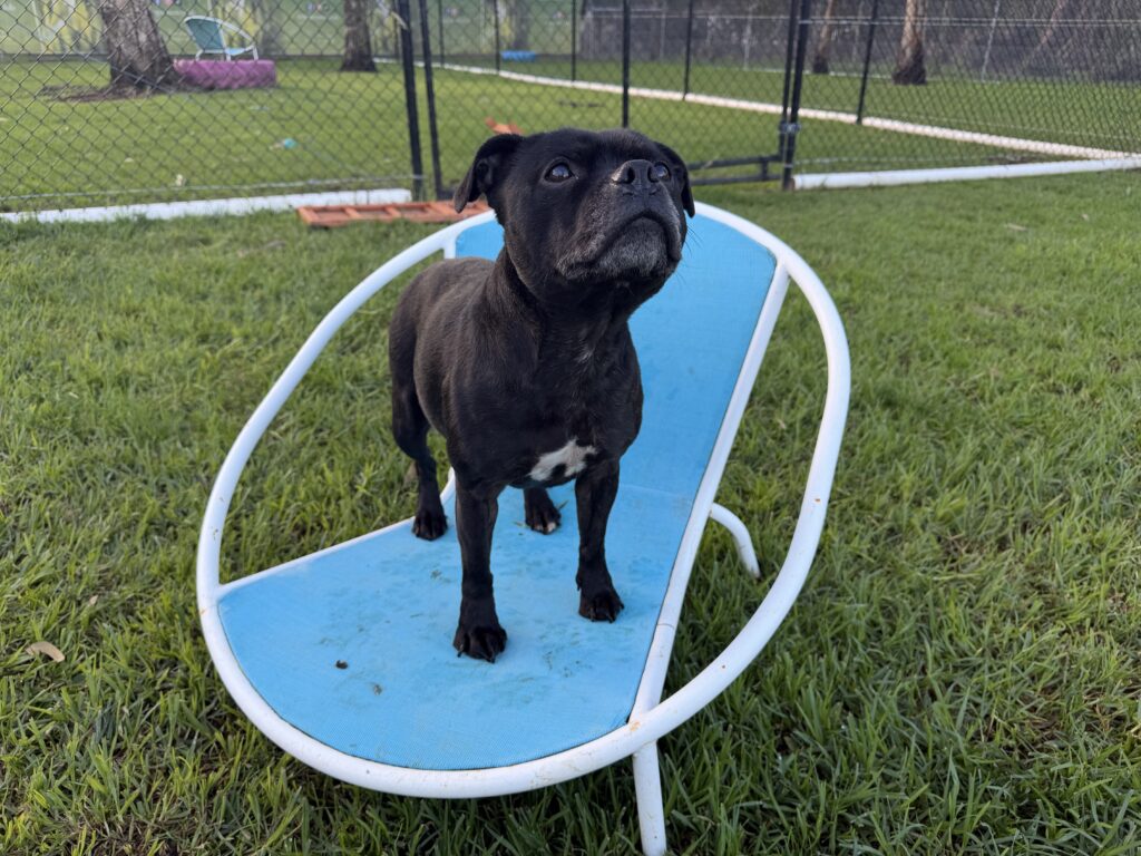 A black English Staffordshire Bull Terrier with white marking on her chest and grey around her muzzle, stands looking at the sky on a blue chair in green grass.