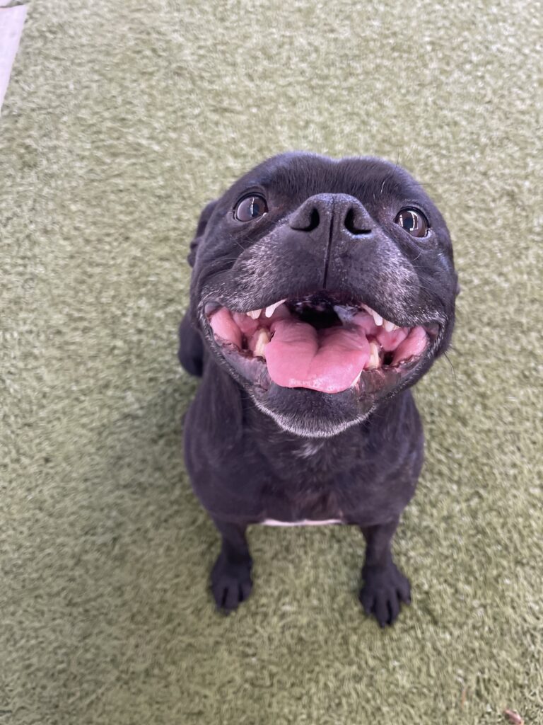 A black English Staffordshire Bull Terrier with white marking on her chest and grey around her muzzle, sits looking at the camera, smiling