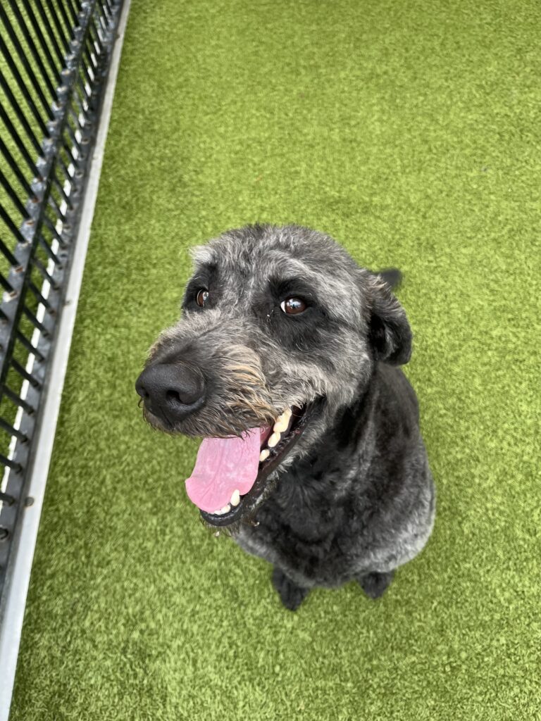 Hot Spots in Dogs Blog - a charcoal Poodle mix sits, looking at the camera smiling on artificial green turf.