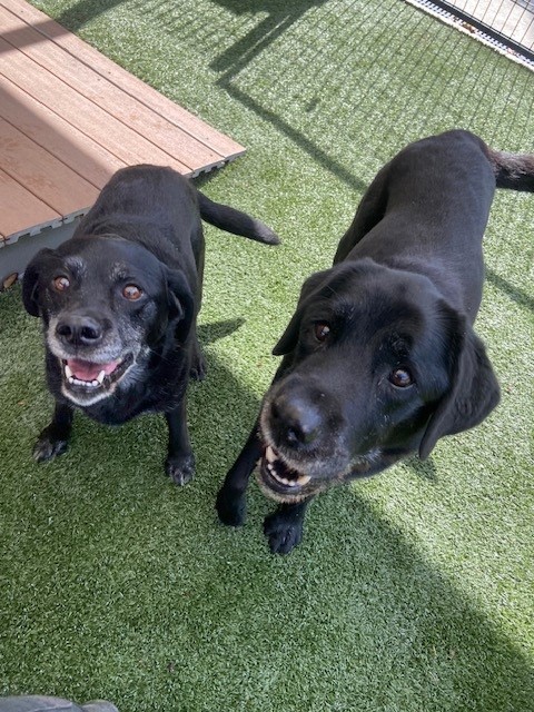 What do do if your dog has a seizure blog. A black Labrador x stands next to a black Labrador, both smiling up at the camera, standing on green artificial turf with a brown ramp to the left of the background.